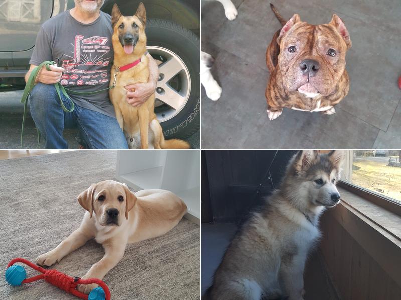 Bob Clarks Dog Training & Doggie Day Care