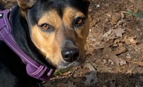 Leash on Life Pet Services Boylston