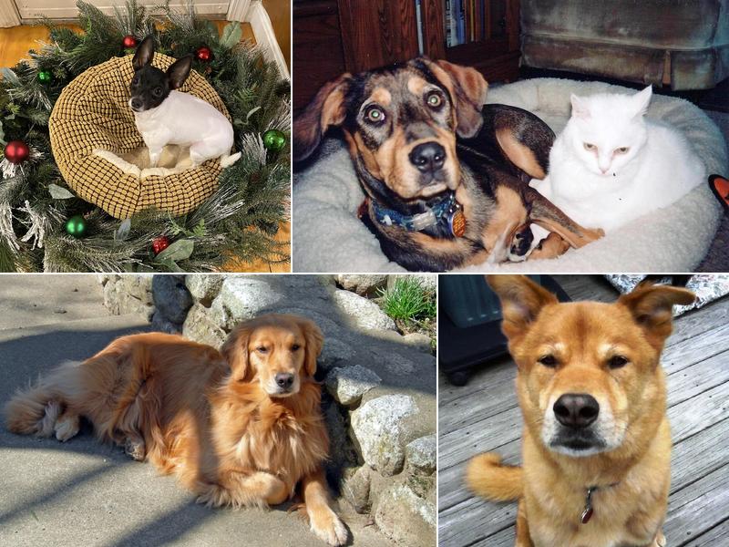 The Everyday Dog Positive Training