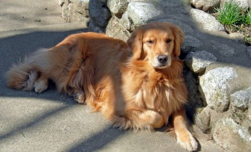 The Everyday Dog Positive Training