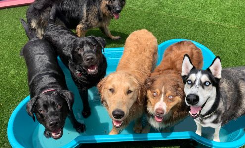 Beach Dogz Daycare & Enrichment Center