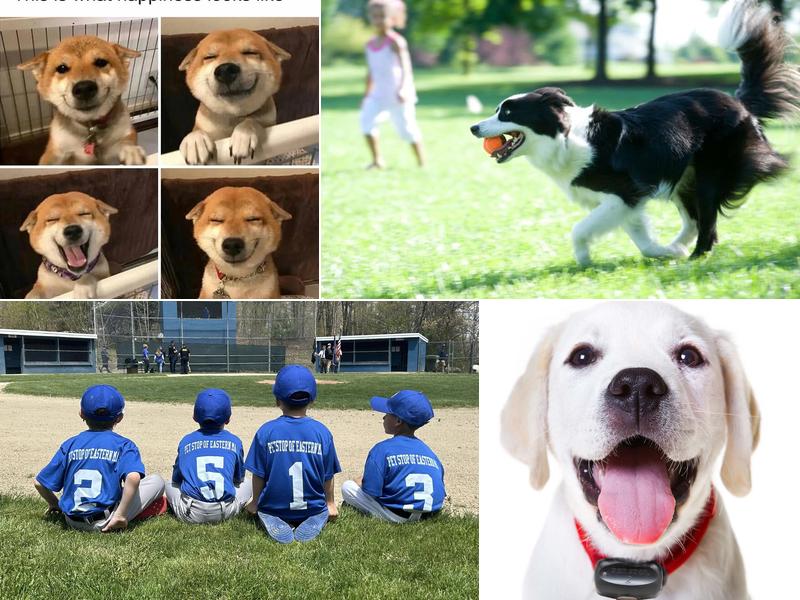 Pet Stop of Eastern Mass