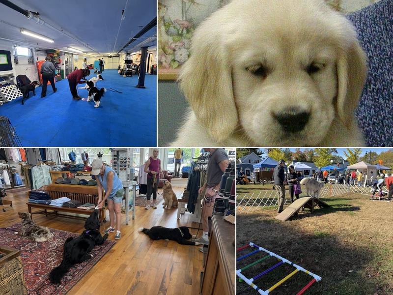 Proper Paws Dog Training