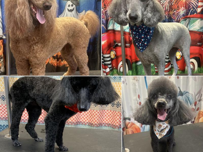 Hometown Grooming and Pet Care