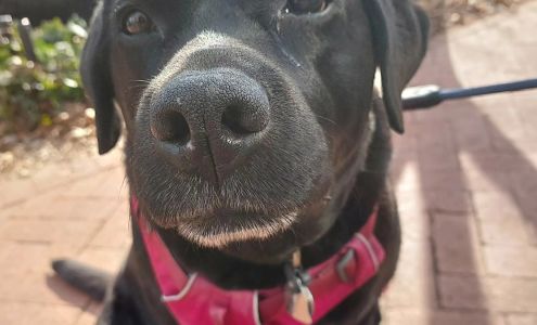 Capital Critter Sitters DC