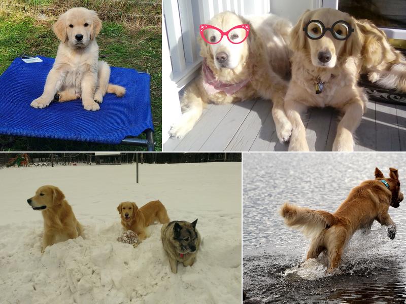 Hayes Happy Dog Boarding DayCare & Training