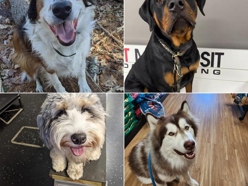 Sit Means Sit - New Hampshire