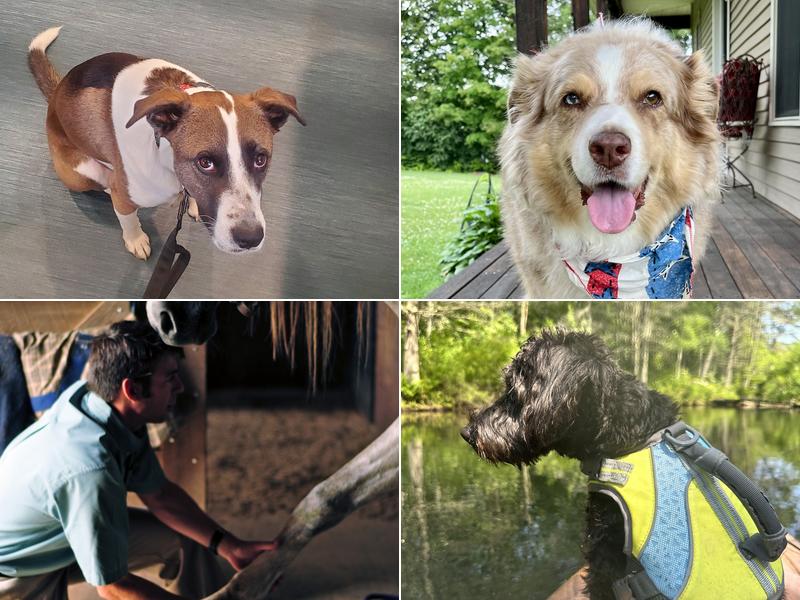 Landau Veterinary Services