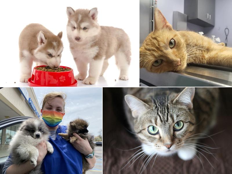 Sheehy Animal Hospital