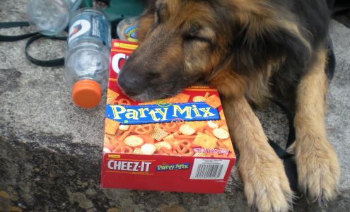 Littlefield Animal Care Pet Sitting Stow