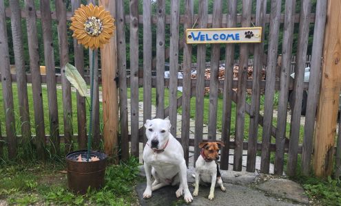Button Meadow Dog Camp Westhampton