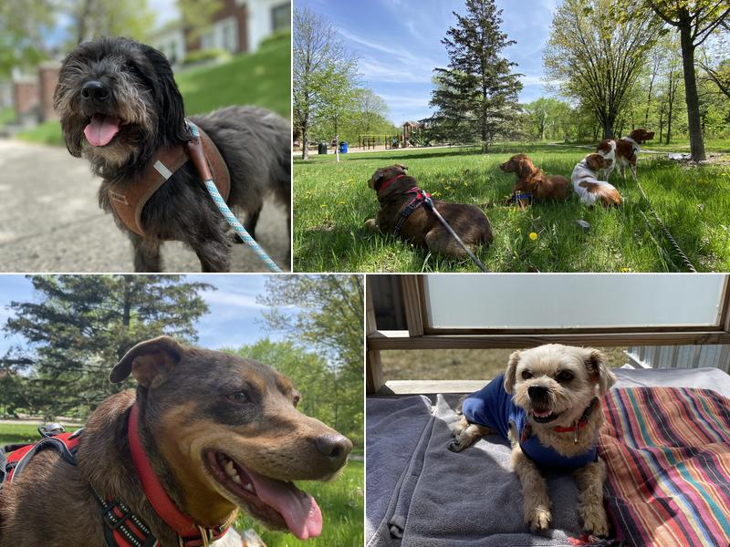 Reservoir Doggies Dog Walking