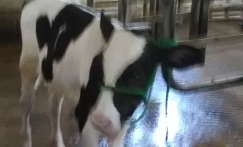 Lane German Shepherds Cumberland