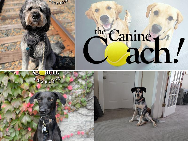 The Canine Coach - NE Minneapolis