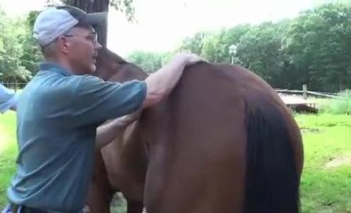 Integrative Veterinary Services of Missouri