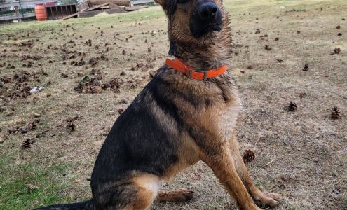 K9 Avengers NV 209 Mark Twain Ave, Dayton Nevada 89403