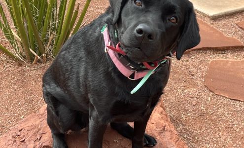 Off Leash K9 Training Southern Utah