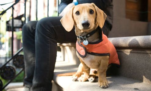 Instinct Dog Behavior & Training