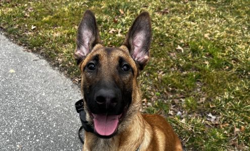 Krushk9 Dog Training Services LLC