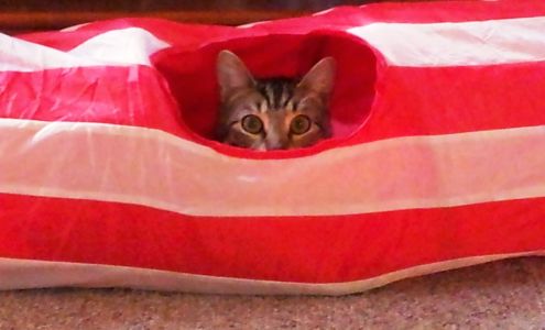 Endless Paws Pet Sitting Beachwood