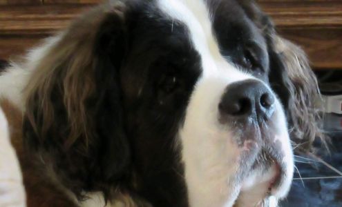 Spread Eagle Pet Motel 1042 US-2, Florence Wisconsin 54121