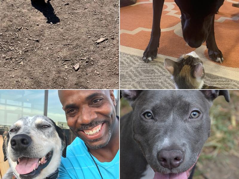 Michael Jackson Dog Training