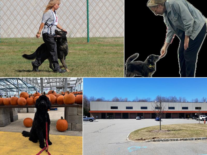 Puppy-Wuppy Dog Training