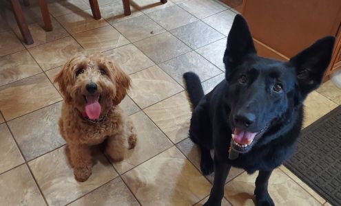 Rene's Professional Pet Sitting, LLC Union Beach