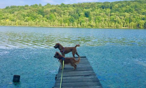 Beyond the Walk | Daycare, Boarding, Training