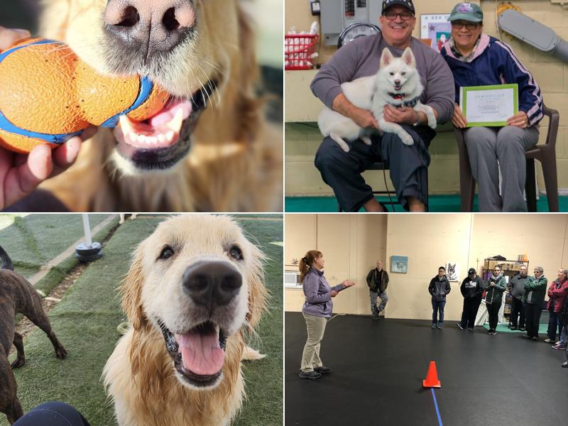 Let's Speak Dog, Ltd-Palmer