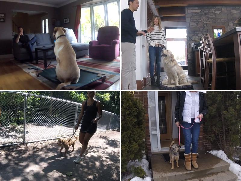 Leadership Based Dog Training