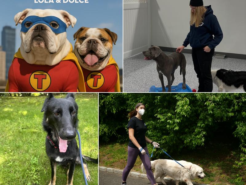 Dan's Pet Care - Huntington