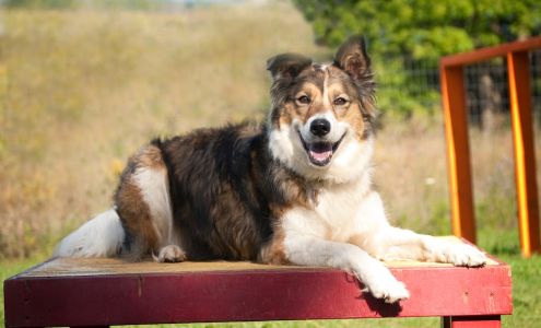 Carolark The Canine Learning Centre