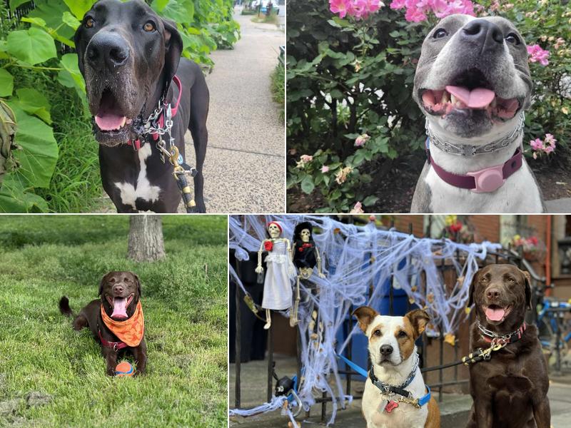 GoDoG – Dog Walking & Sitting Brooklyn