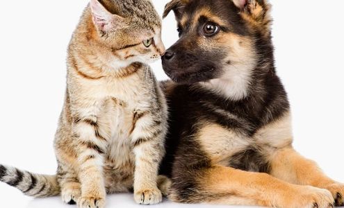 Mimi & Lola’s Pet Care & Dog Walking