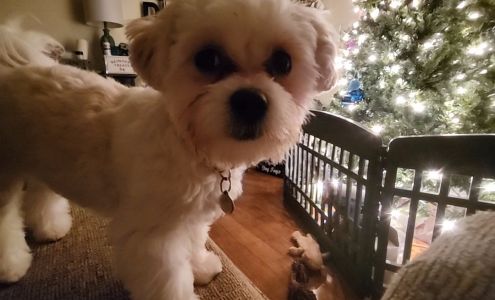 Animal Behavior Specialists, Inc.'s