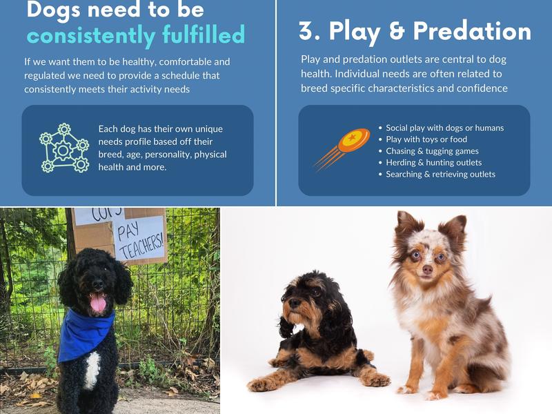 Calm Canine Academy - New York