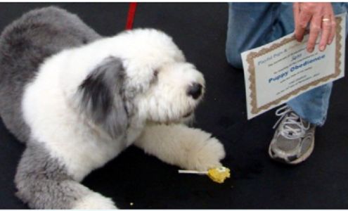 Playful Pups & Performance Training, Inc.