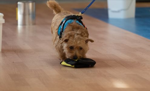 Hampton Roads Dog Obedience Training Club