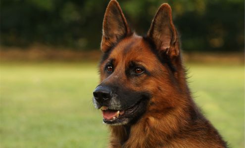 Precious Hearts Pet Sitting, LLC Tobyhanna