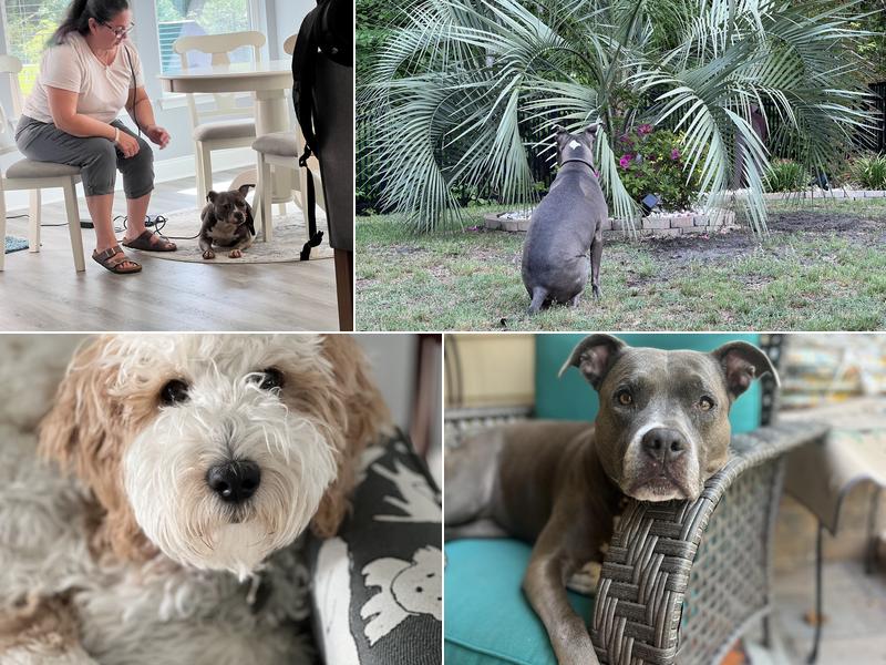 The K9 Coach Carolinas