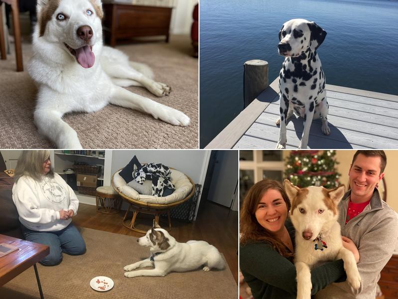 Lake Norman Natural Dog Training