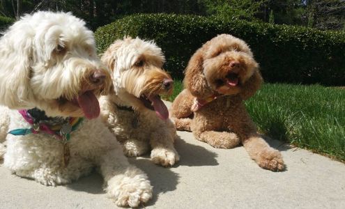 Proactive Dog Training, LLC