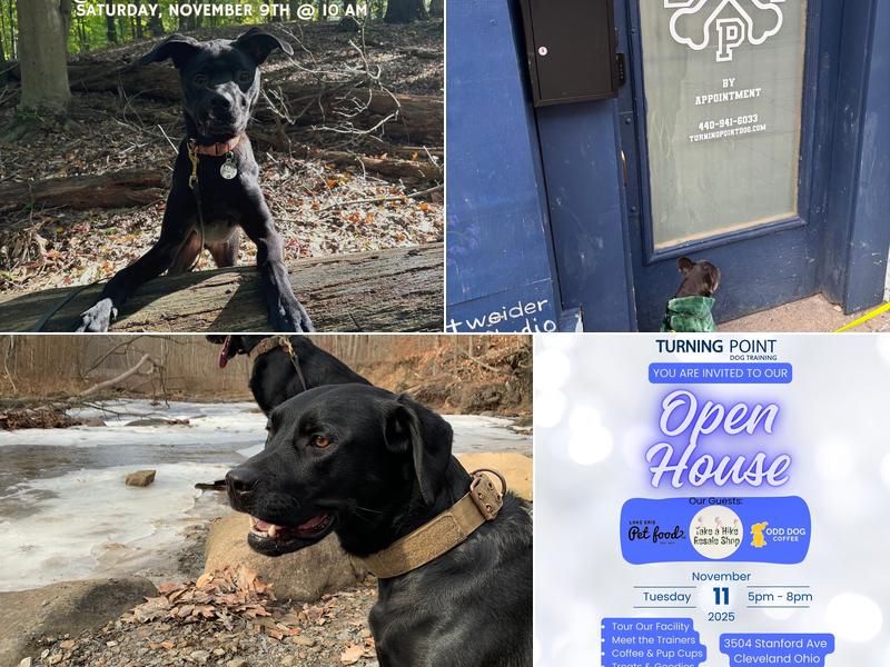 Turning Point Dog Training