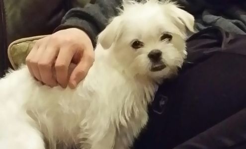 Laurie Maris' Pampered Pups Dog Training