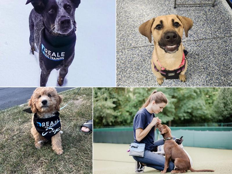 Reale Dog Training