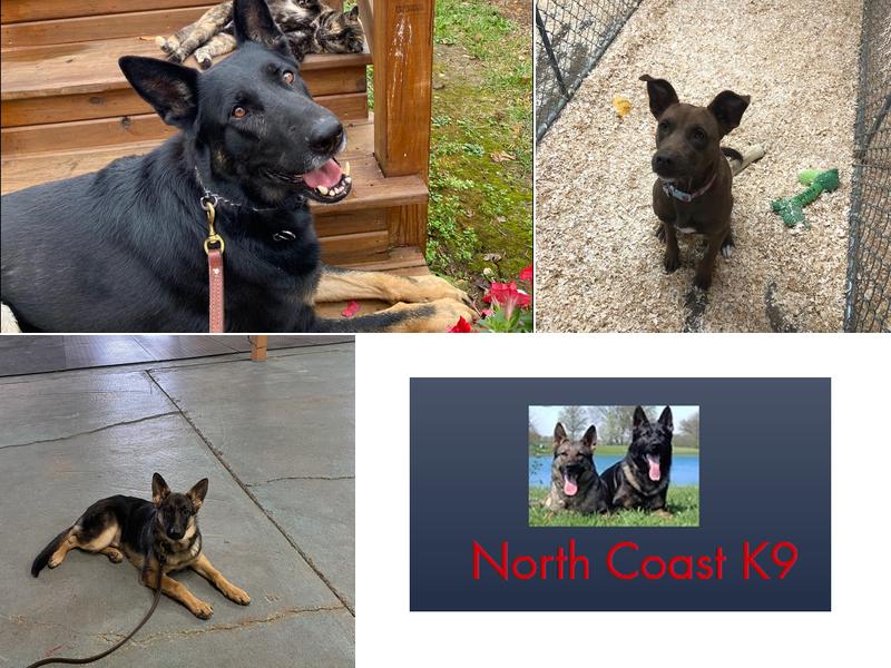 North Coast K-9 Training & Boarding