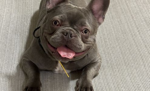 Off Leash K9 Training, Western Pennsylvania