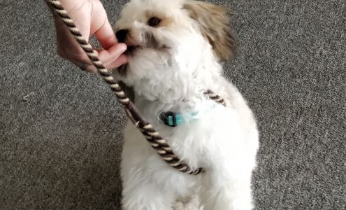 Full Circle Obedience