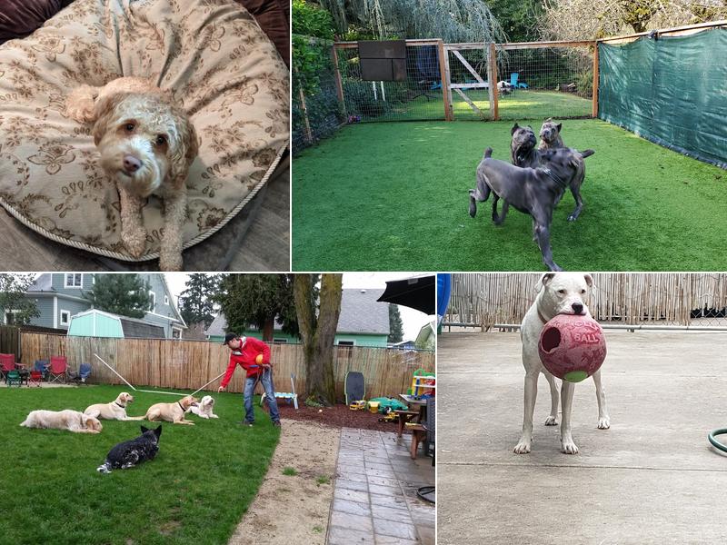 Leader of the Pack Dog Training, LLC